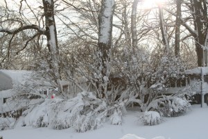 The branches of our bushes in the backyard were weighed down with the weight of the snow that had fallen overnight.