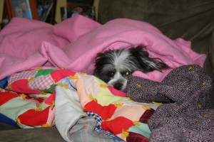 Even Bella was chilly on Sunday morning. Outside it was just eight degrees.