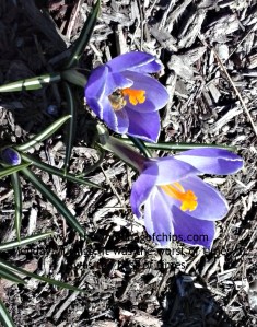 "Friends are like flowers in the garden of life."