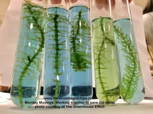 Fish, plants, and test tubes are just some of the things you'll see when you visit The Greenhouse Effect at Western Hills Middle School.