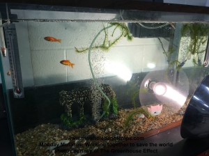 Fish are an integral part of The Greenhouse Effect's final project.